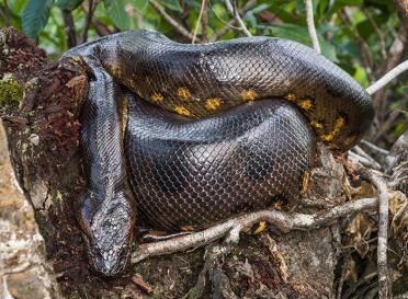 Gallery green anaconda