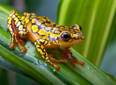 Gallery harlequin poison frog