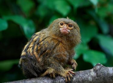 Gallery pygmy marmoset