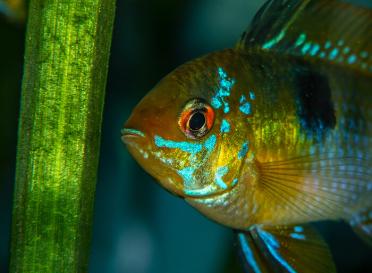 Gallery ram cichlid