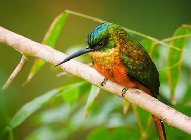 Gallery rufous tailed jacamar