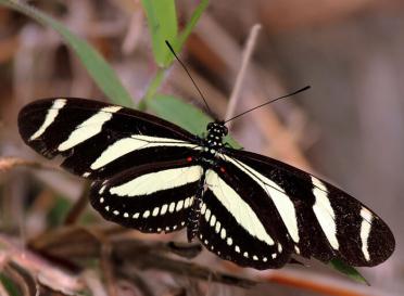 Gallery zebra heliconian longwing butterfly charlesjsharp