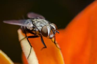 Long rna fly