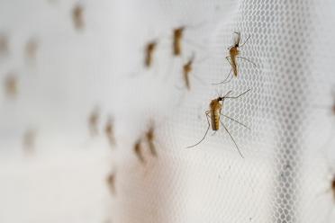 Malaria nets
