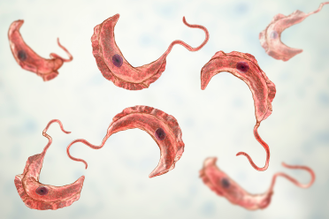Trypanosoma brucei