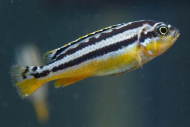 Network biology approaches understanding life Salmonella SignaLink danio rerio zebrafish 1800
