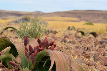 Non human welwitschia 770