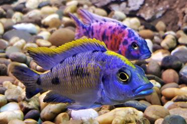 Norwich Science Festival 2018 cichlid fish 770