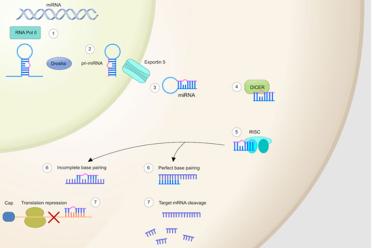 Orchestrating life micro rna binding 770