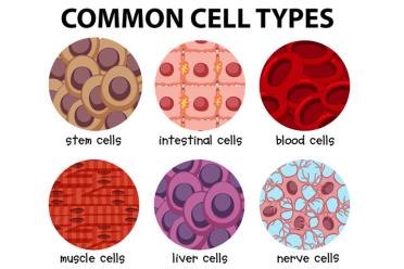 Orchestrating life micro rna common cell types 770