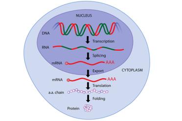 Orchestrating life micro rna eukaryote 770