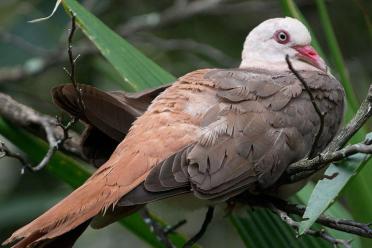 Pink pigeon bird