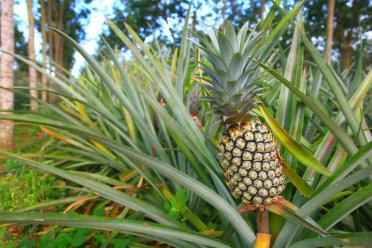 Plants are boring bromeliad ananas pineapple 770