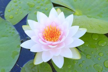 Plants are boring pink lotus flower mental health wellbeing 770