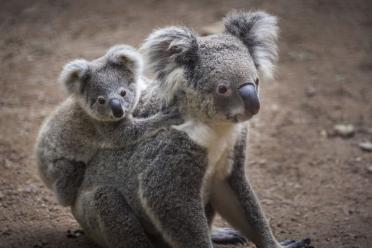 Polecats ferrets koalas 770