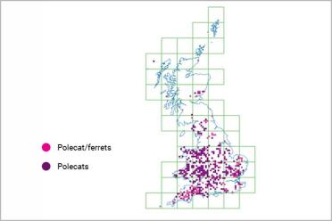 Polecats ferrets koalas map1 770