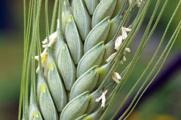 Wheat Anthers