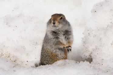 Rodents are awesome extreme evolution arctic ground squirrel 770