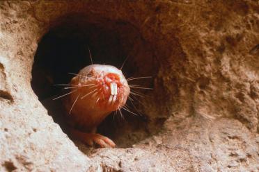 Rodents are awesome extreme evolution naked mole rat 770