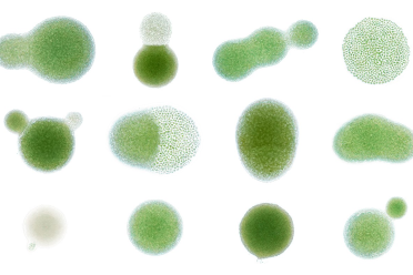 Thumbnail Green algae colonies from an agar plate