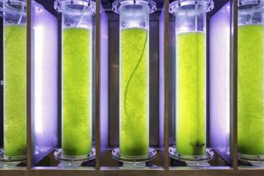 Saving climate with grass biofuel
