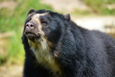 Saving Spectacled Bear Deepest Darkest Colombia Andean 770