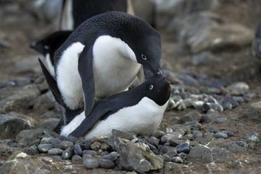 Sex pathogens adelie penguins