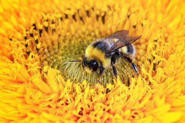 Shocking state biodiversity education mass extinction bumble bee 770