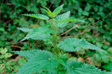 Shocking state biodiversity education mass extinction nettle 770