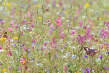 Shocking state biodiversity education mass extinction wildflower meadow 770