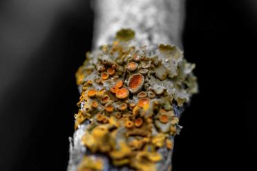 Lichen 1800 BW