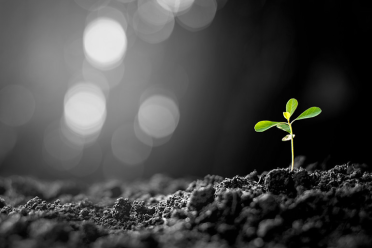 Soil macro BW