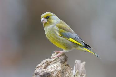 Green finch