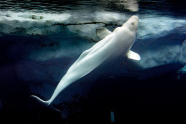 Beluga Whale