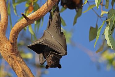 Black flying fox