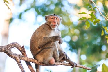 Crab eating macaque