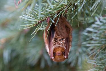 Eastern Red Bat