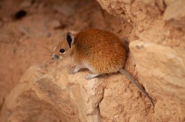 Golden Spiny Mouse