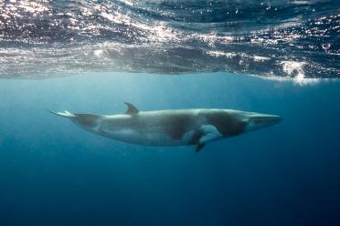 Minke Whale