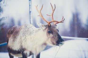 Siberian Reindeer