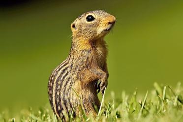 Thirteen lined ground squirrel