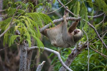 Two toed sloth