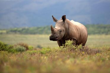 White rhino