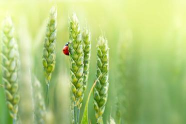 Ladybird hero