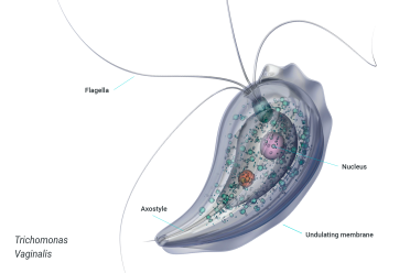 Trichomonas vaginalis diagram