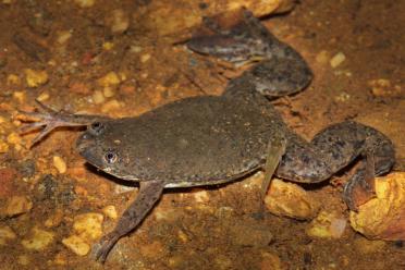 The twelve polyploids Christmas Ugandan clawed frog 770