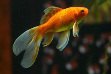 The twelve polyploids Christmas goldfish 770