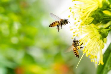 Three ways EI helping bees conservation species DNA 770