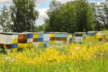 Three ways EI helping bees meadow beehives 770