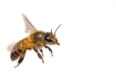 Bee whitebackground